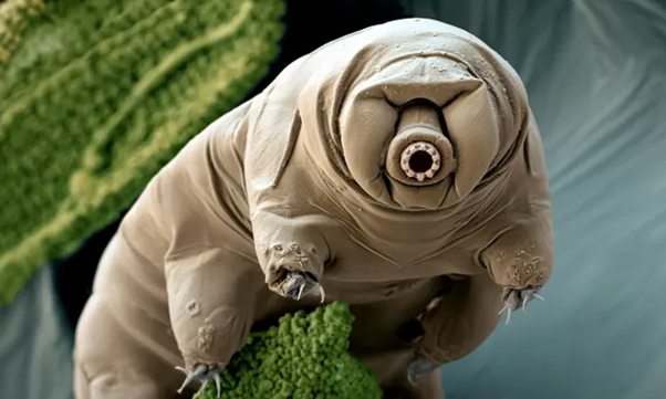 Really cool image of a Tardigrade